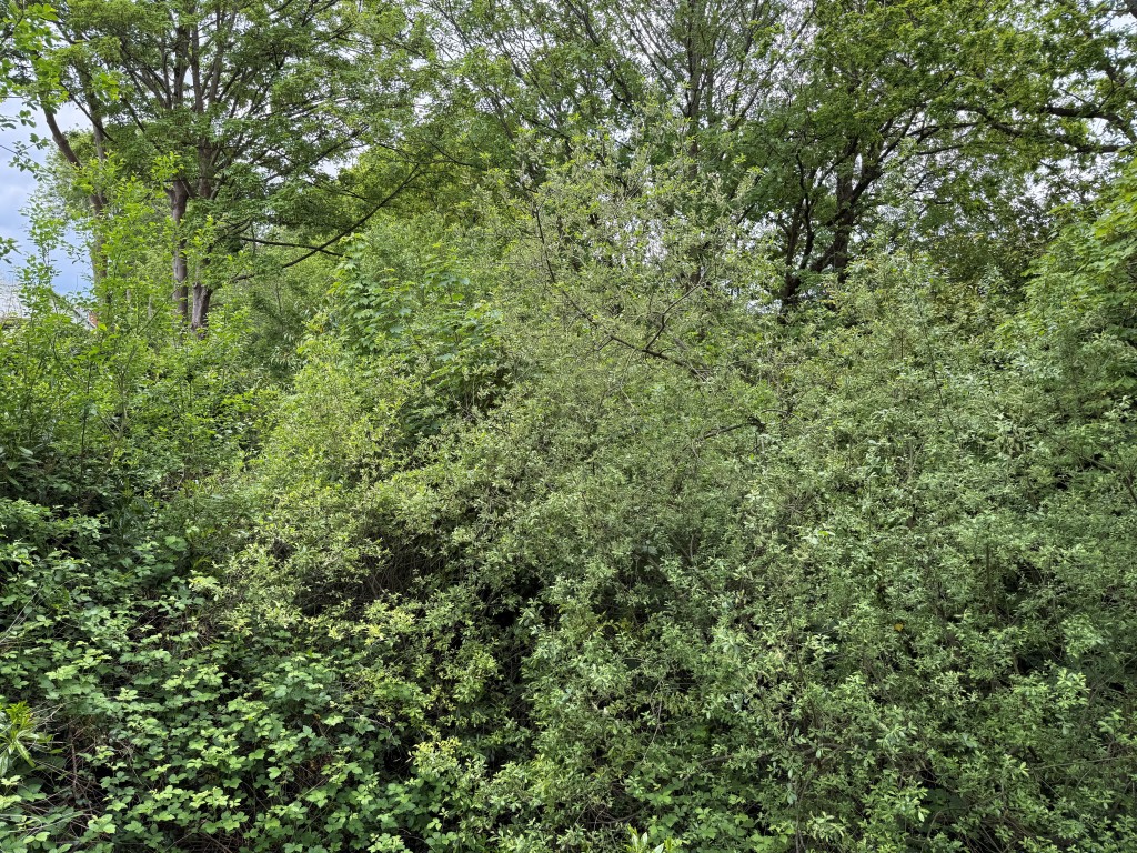 Lot: 38 - 1.6 ACRES OF FORMER RAILWAY LAND WITH POTENTIAL - View of established woodland